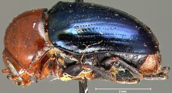 Media type: image; Entomology 9297   Aspect: habitus lateral view